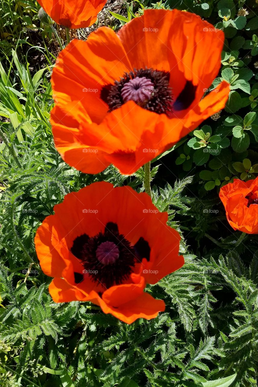 Orange poppies