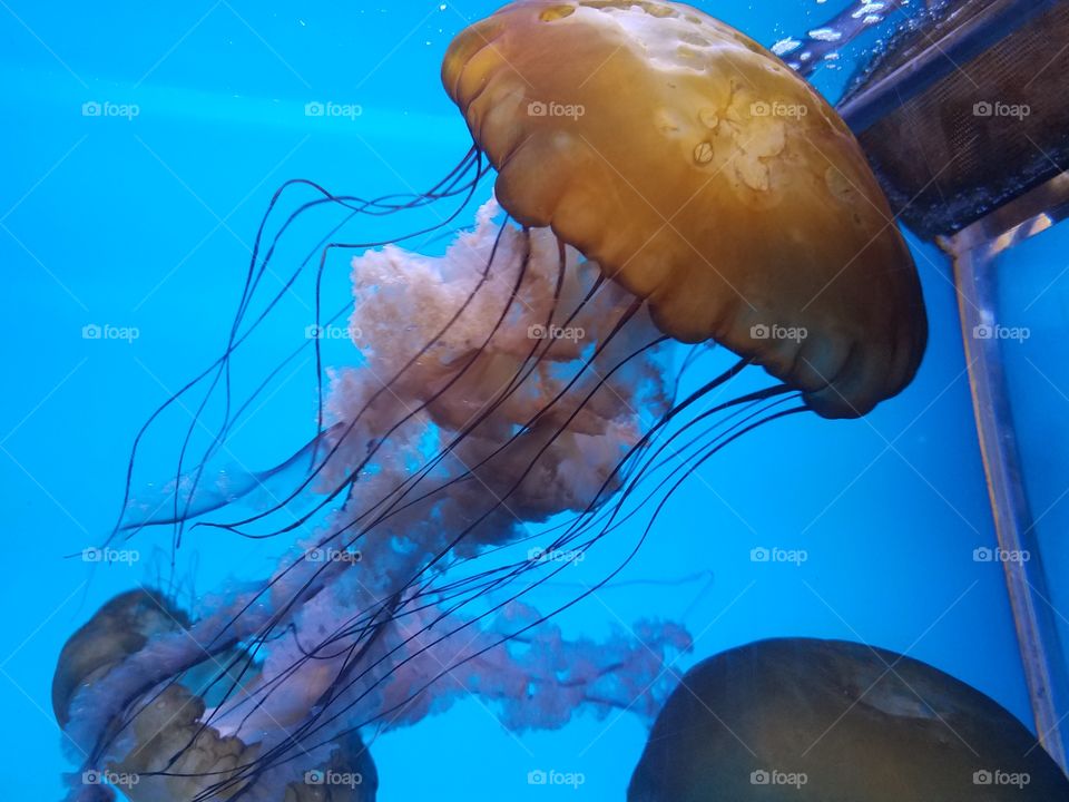 jellyfish pretty blue