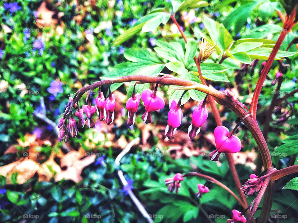 Bleeding hearts seen on my walkabout..