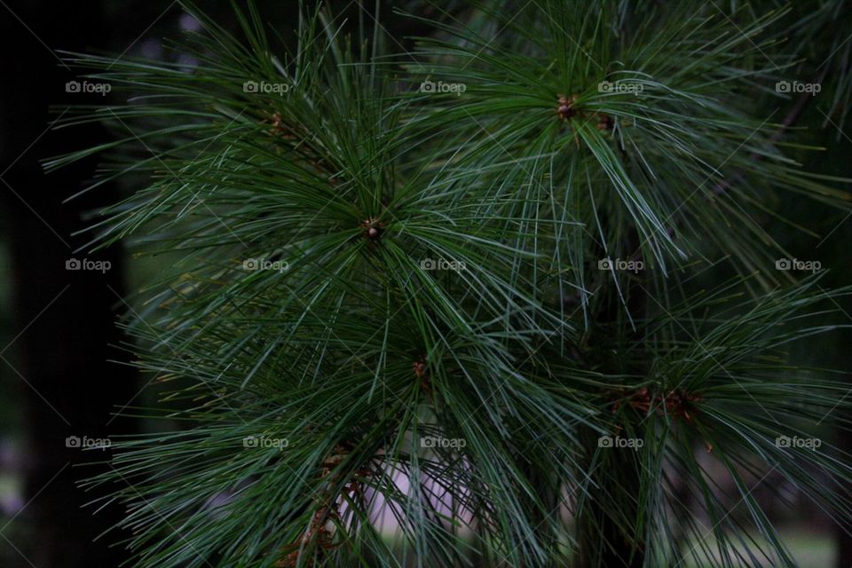 Pine