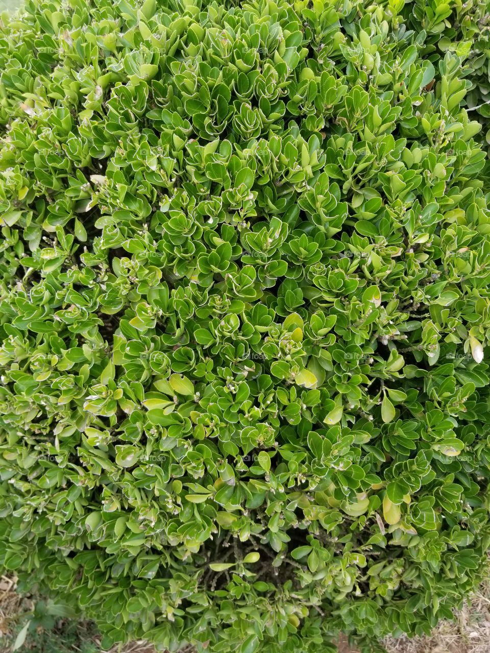 Plants at my own yard