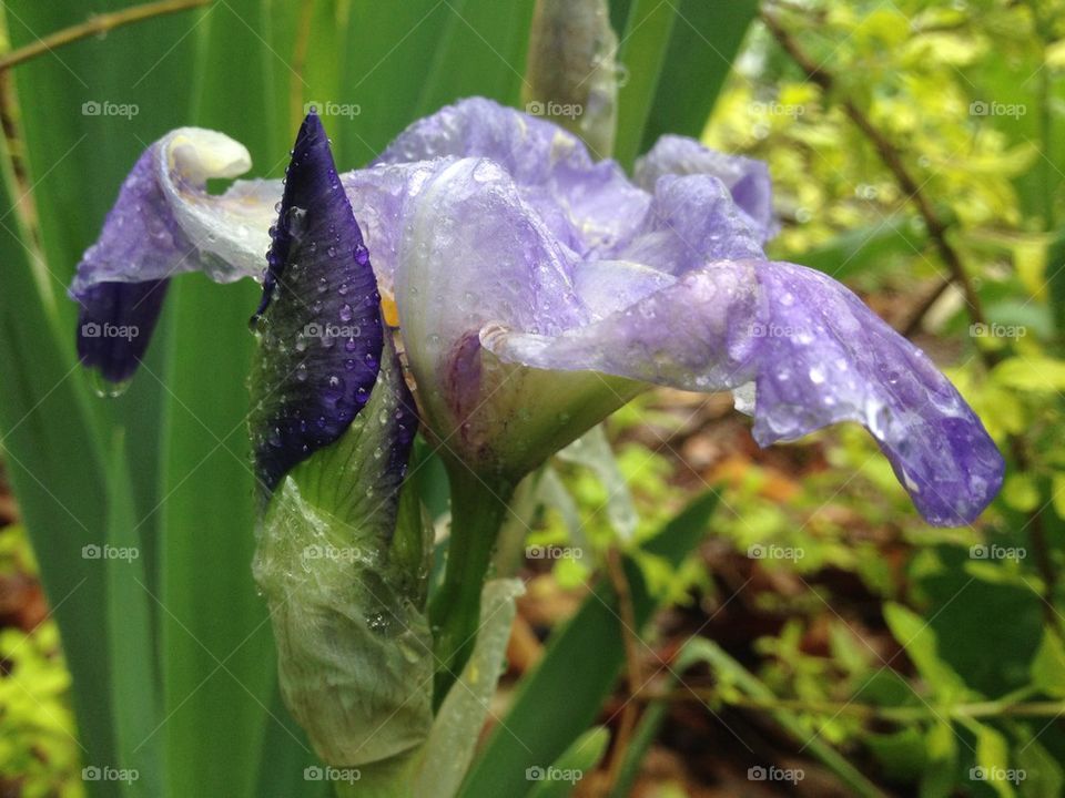 Iris (after the rain)