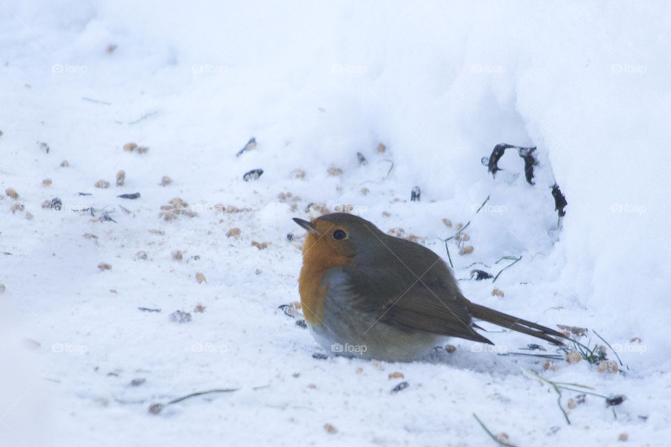 Winter - small red & grey Robbins bird - snow .
Rödhake vinter snö 