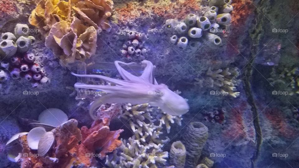 octopus in motion