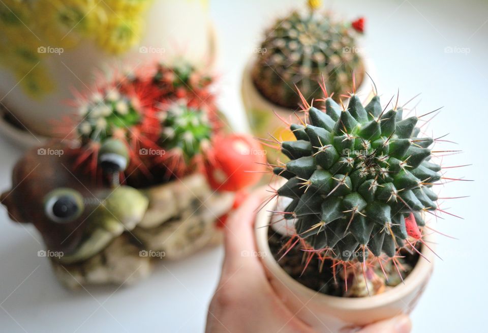 cactus house plants in the pots beautiful decorative