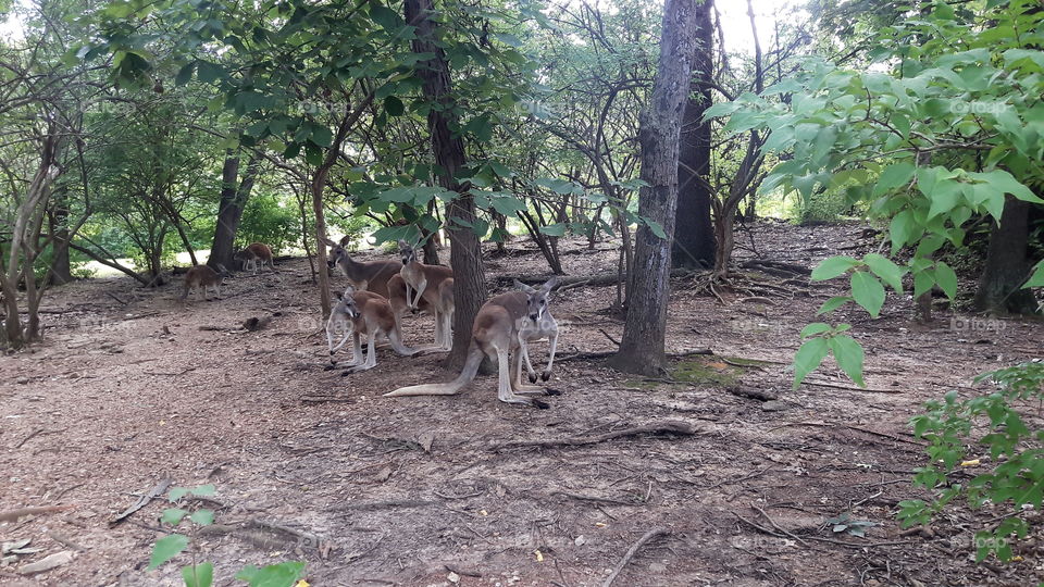 Kangaroos