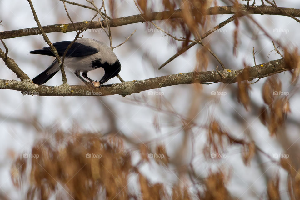 Hooded crow (Corvus cornix, Aves), perched on a branch in an autumn forest