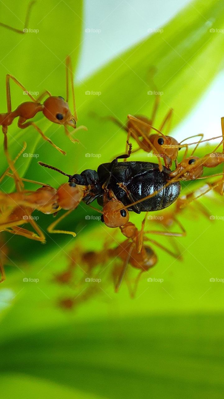 ants taking down an insect