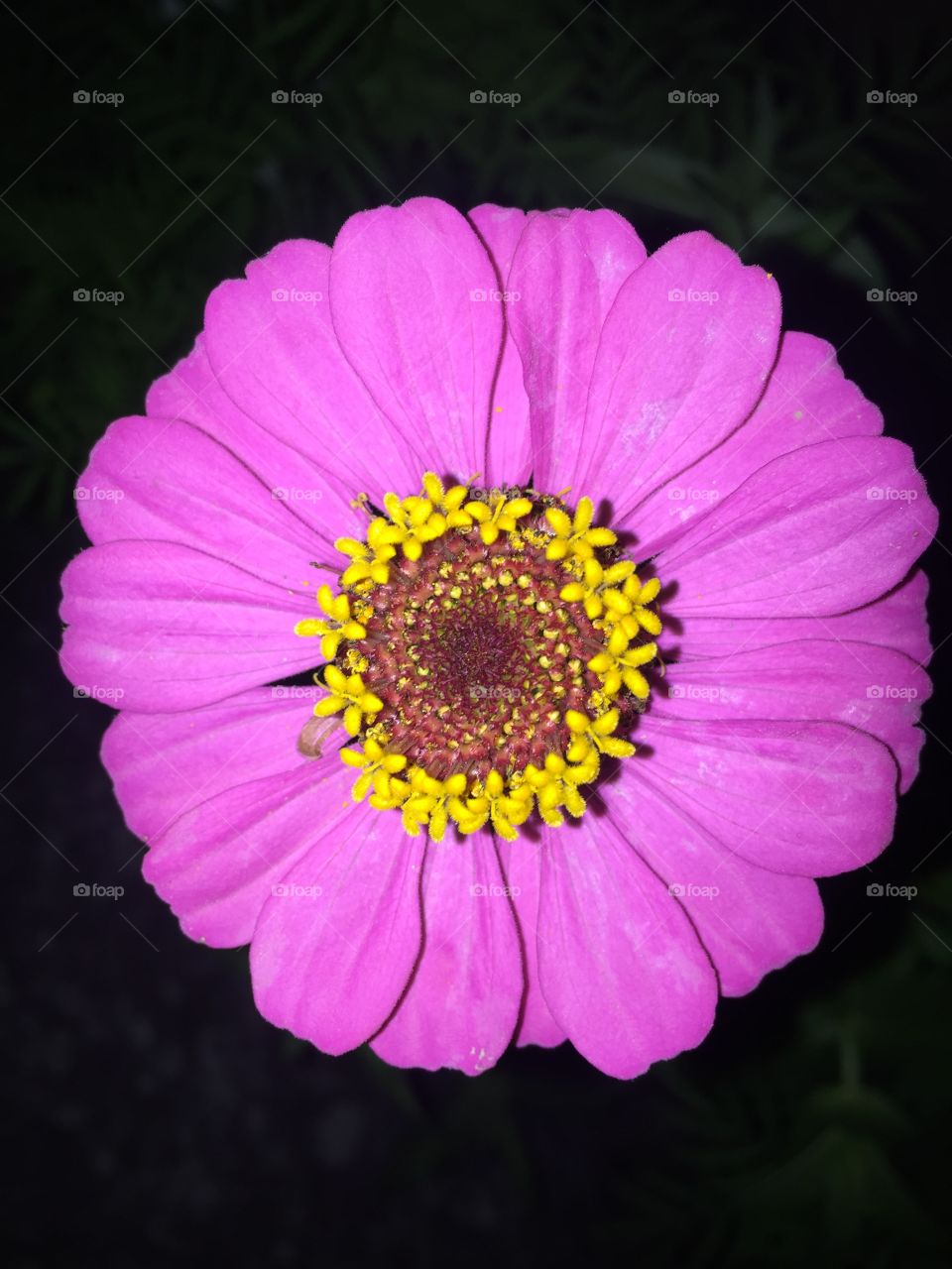 Flower at night 