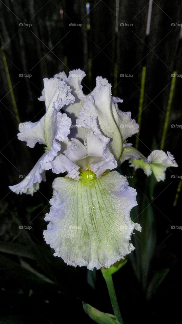 iris flower