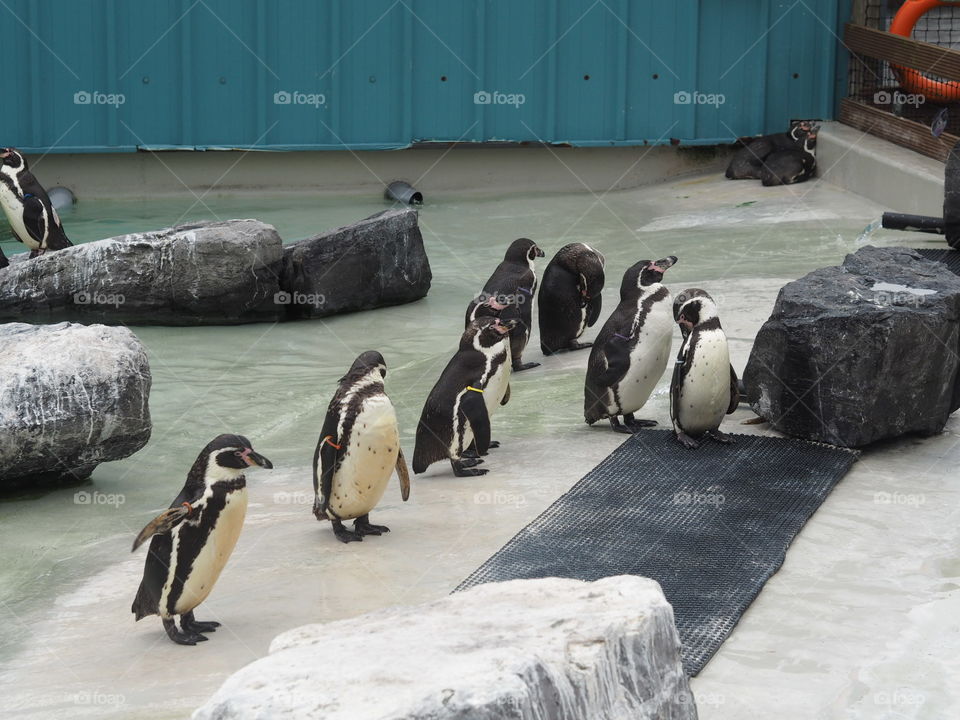 Penguins in a Zoo