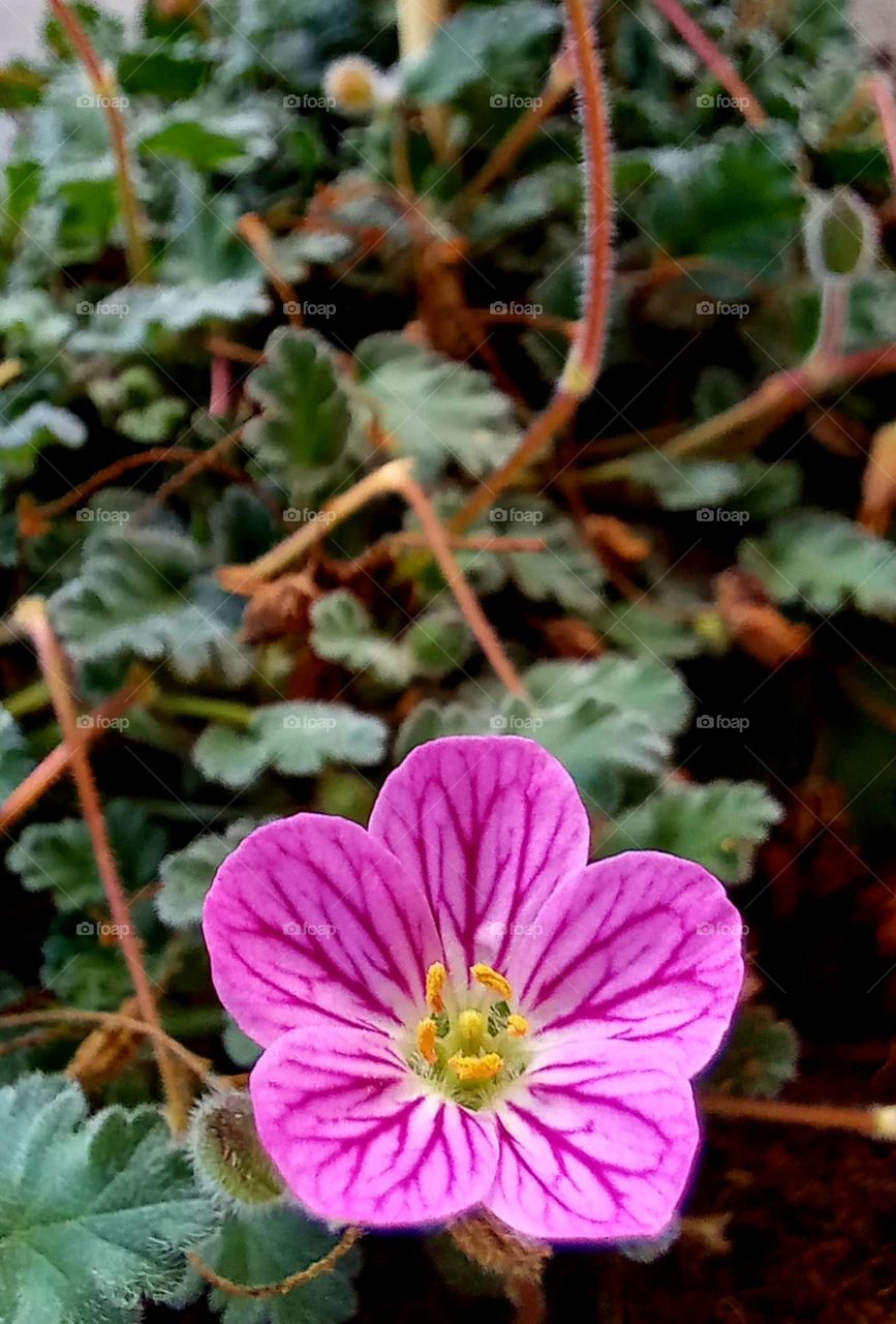 Erodium corsicum leman ex DC