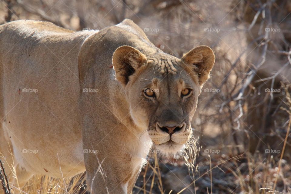 lion, namibia