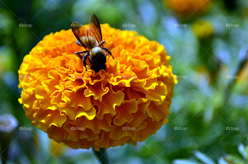 पीला गेंदे का फूल और मधुमक्खी