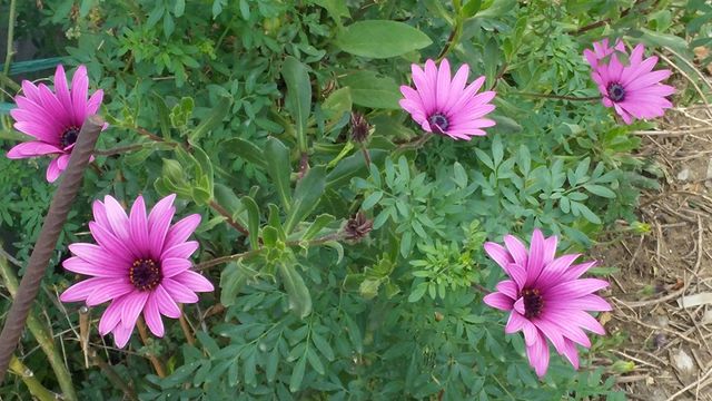 flowers