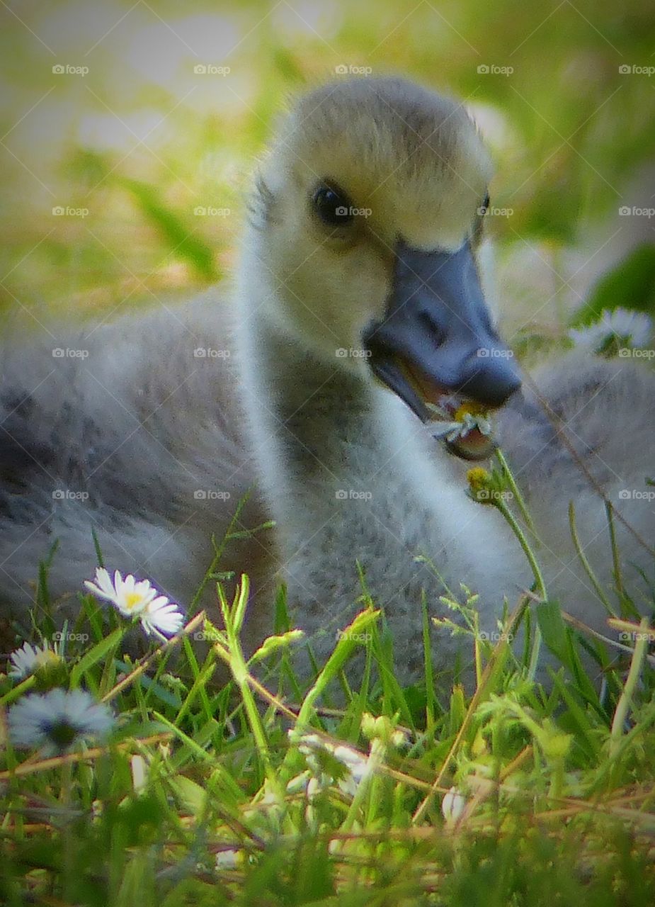 Baby Canada goose with daisy 
