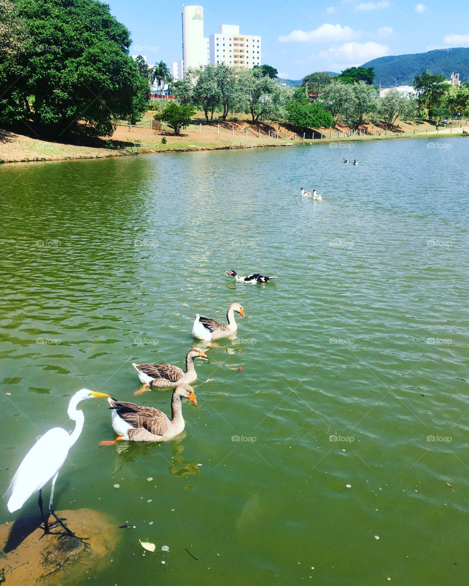 Ô #natureza bonita... as #aves e #peixes se dão bem por aqui!
📸
#FOTOGRAFIAéNOSSOhobby
#foto #photography #Jundiaí #SerraDoJapi