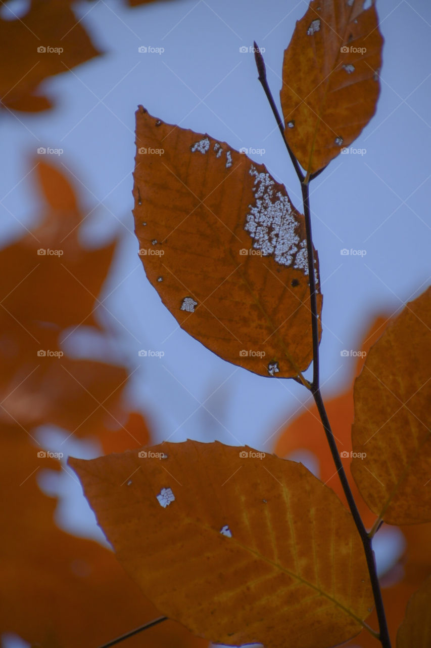 Textures of Decaying leaves. I find plant’s skeletons very interesting and very eye pleasing! It’s like a texture like no other.