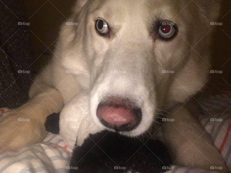 Dog, Canine, Mammal, Pet, Portrait