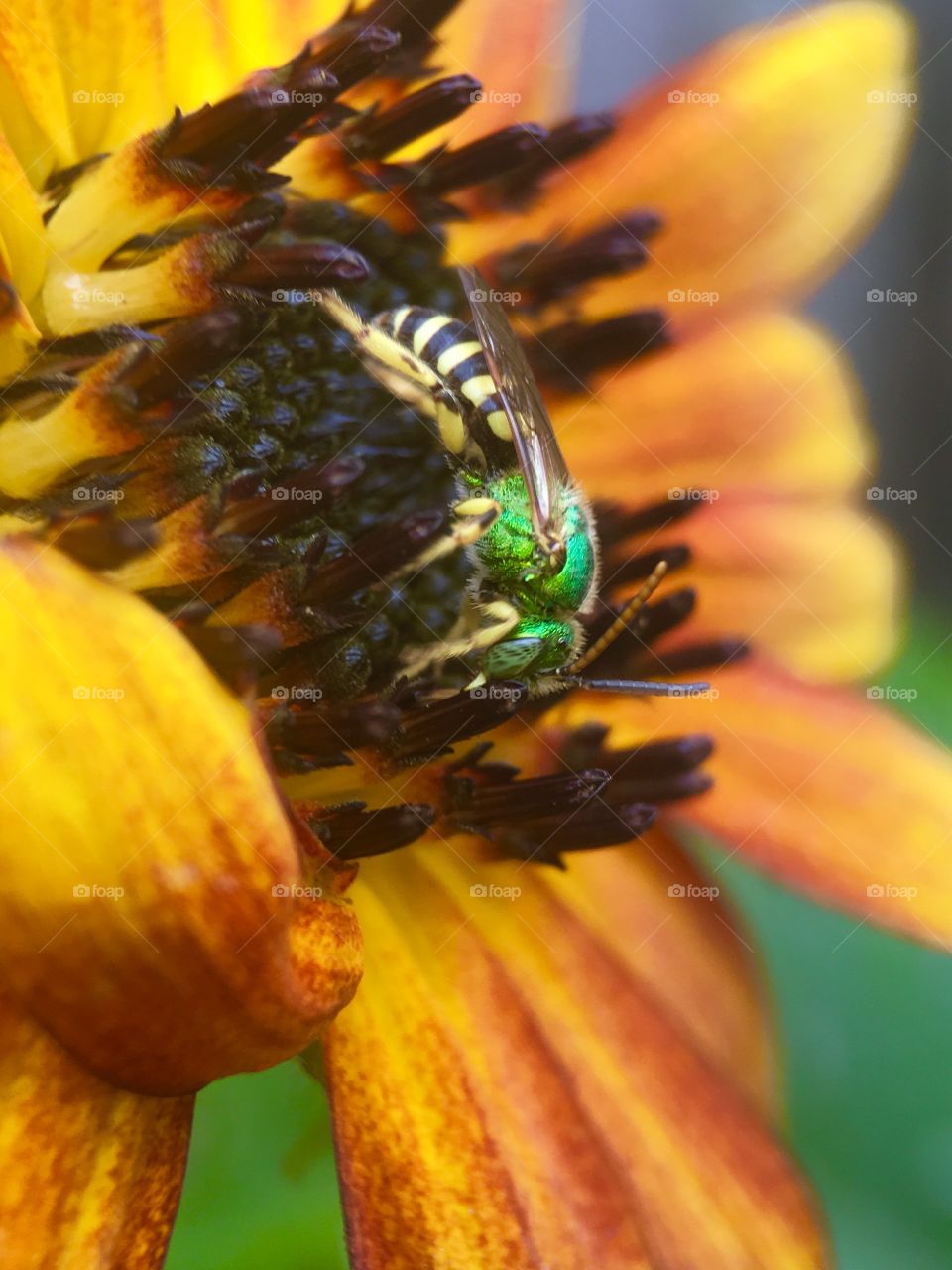 Bee in search of pollen