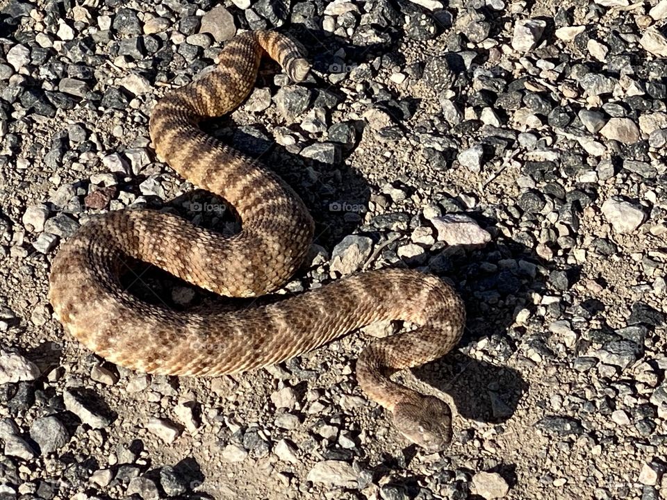 Rattle snake 