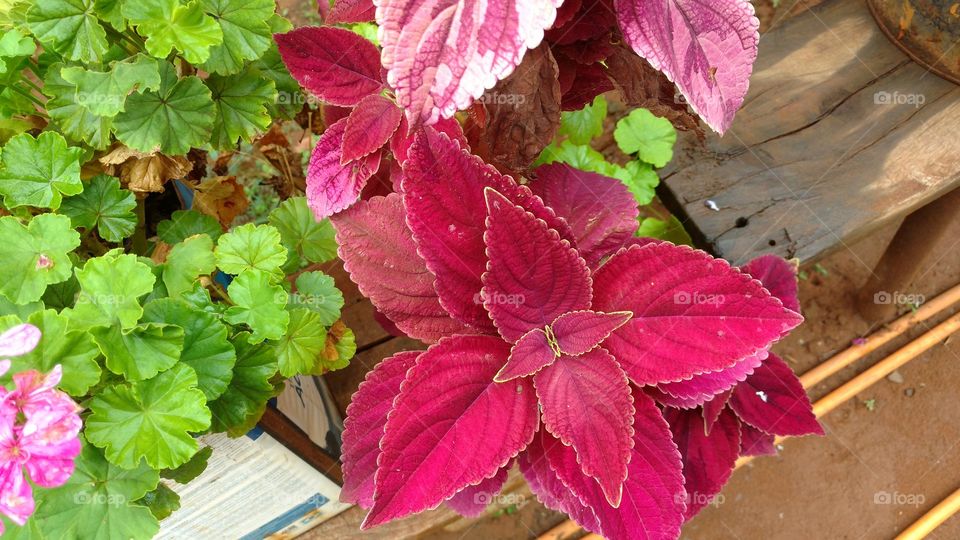 Jardim. Flores, e folhas macias tão coloridas quanto.
