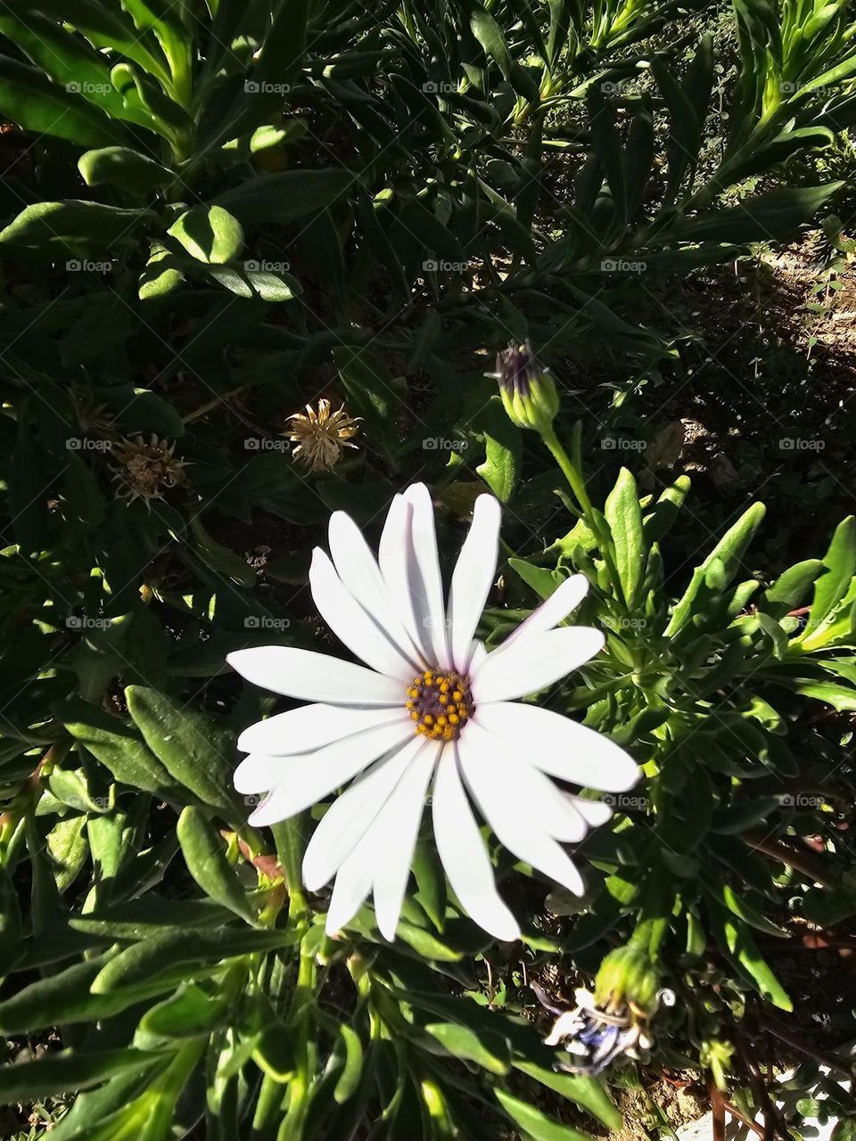 Flor blanca compuesta