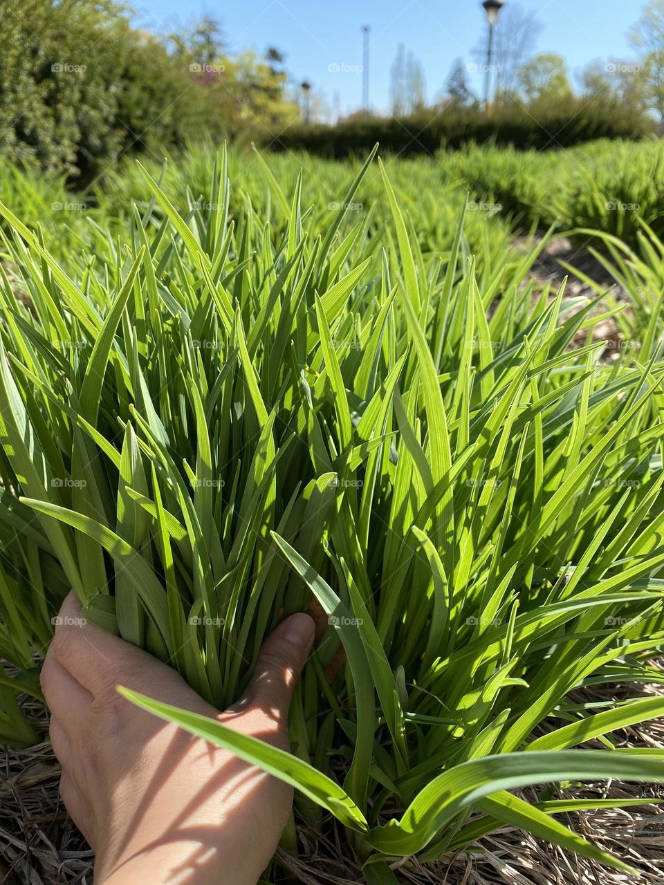Plant plants to celebrate the earth day 