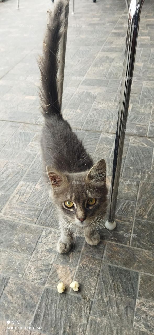 Beautiful grey cat looking at camera.