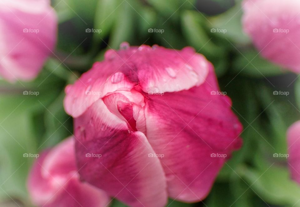 Close up tulip