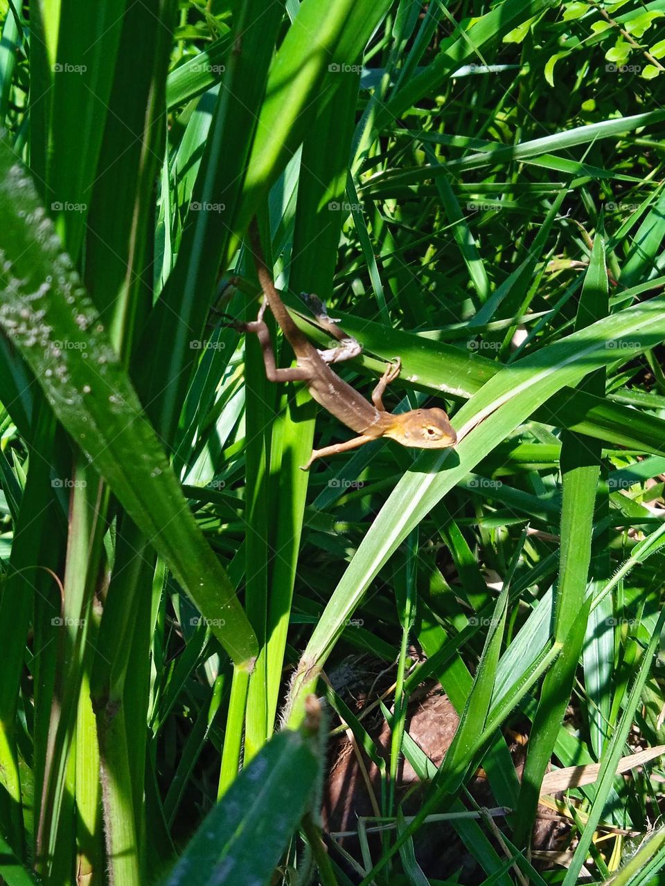 A lizard hanging on the grass.
