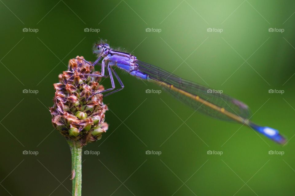 Close-up of damselfly