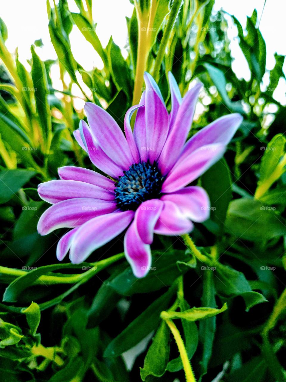 purple flower