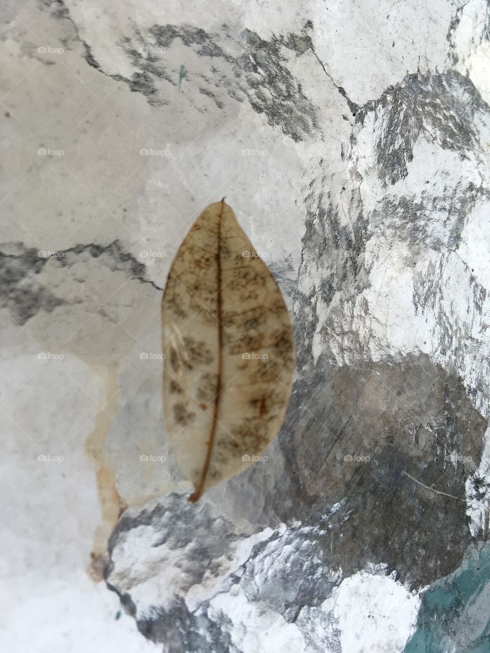 Strange designs on a small leaf 🍃