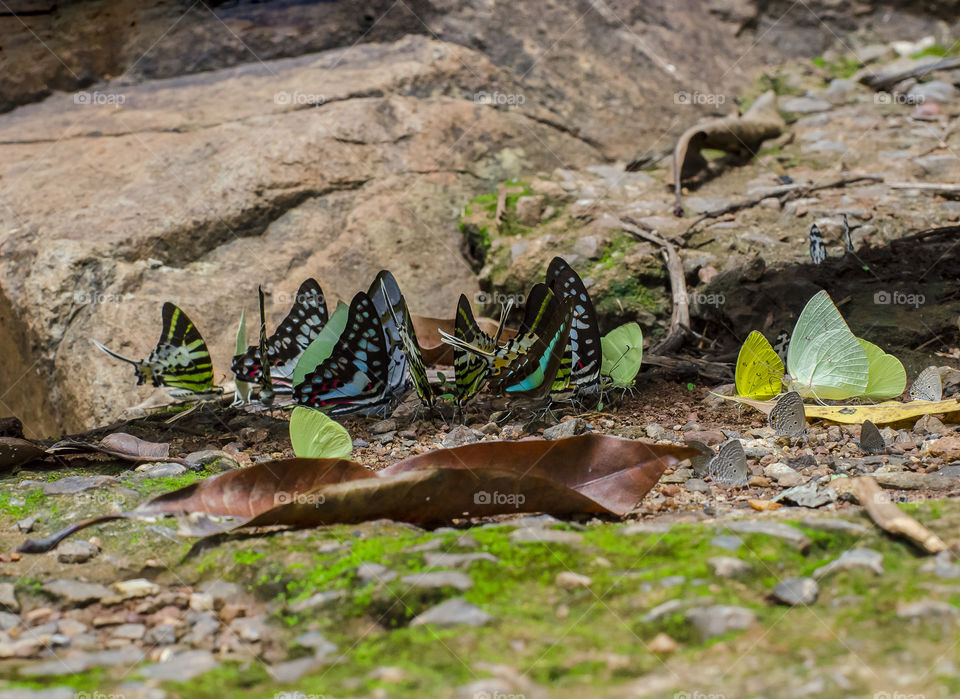 colourful butterflies