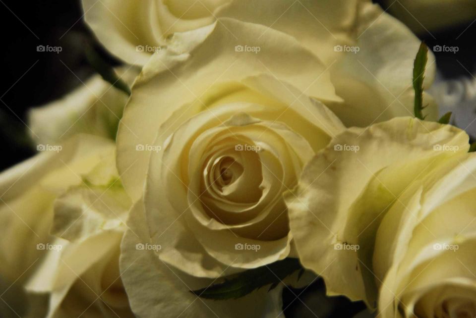 White rose