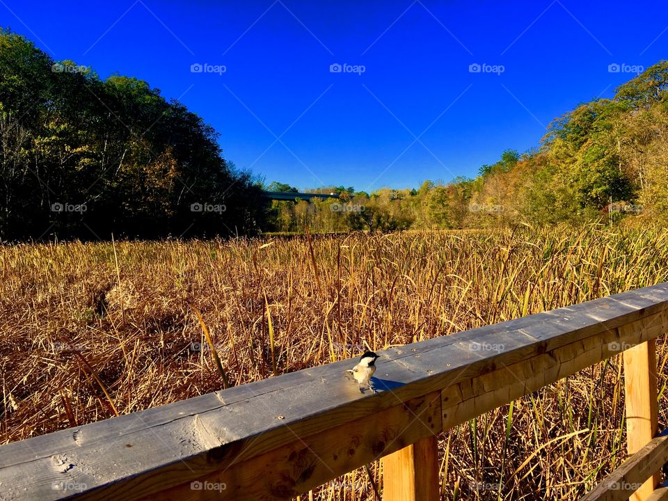 Hamilton conservation