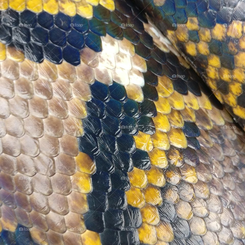 There was a guy just sitting there with a basket...and this ENORMOUS snake 🐍 inside! Look at that cool scales! Colours are amazing!