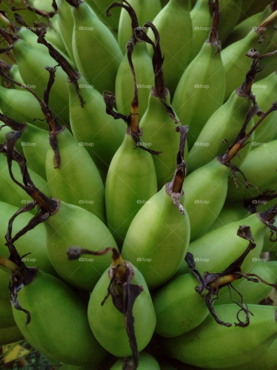 Green Bananas
