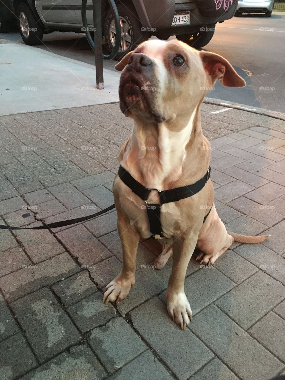 Awesome dog friend downtown 