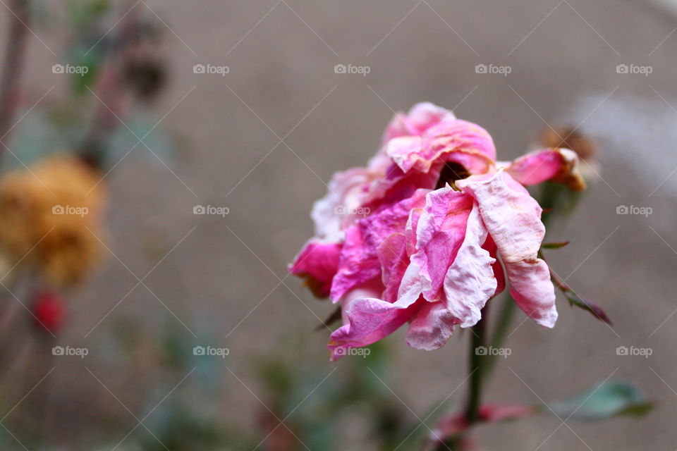 Pink dry rose in winter