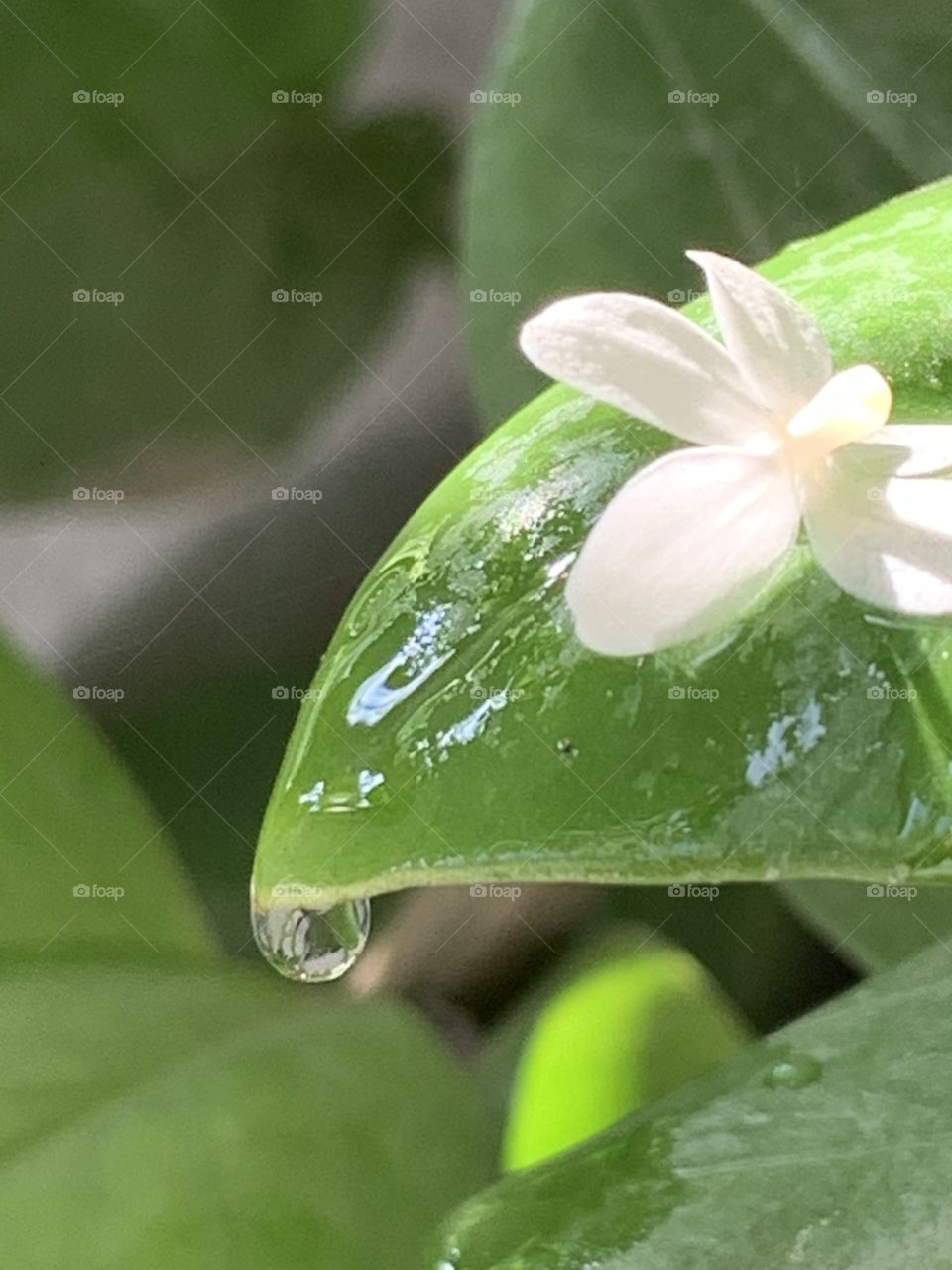 Editors ‘ choice : Photo of the week , My garden.