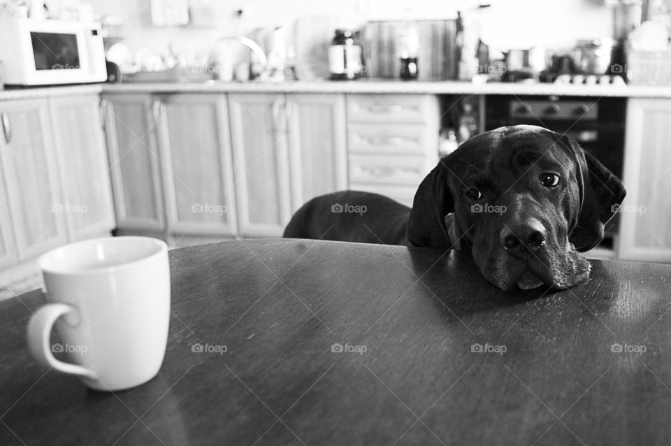 Dog and coffee