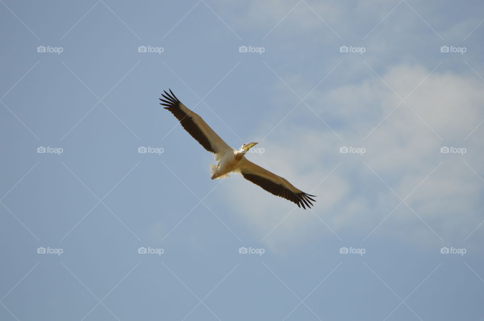 Pelicans fly in the sky above the Akkerman fortress in the city of Belgorod-Dniester, Ukraine