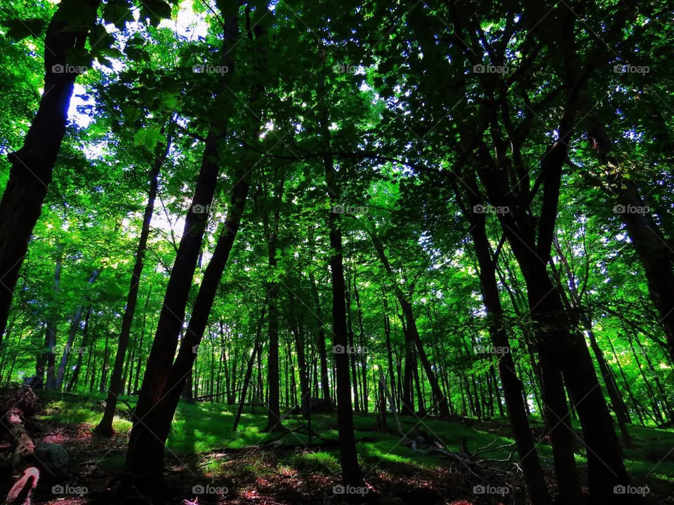 wood
