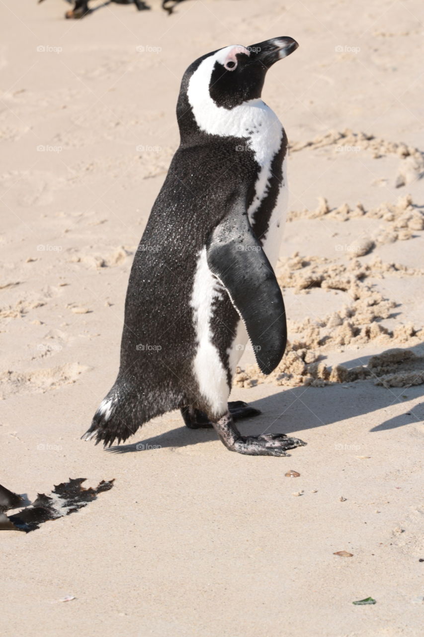 Boulder Beach, South African penguin