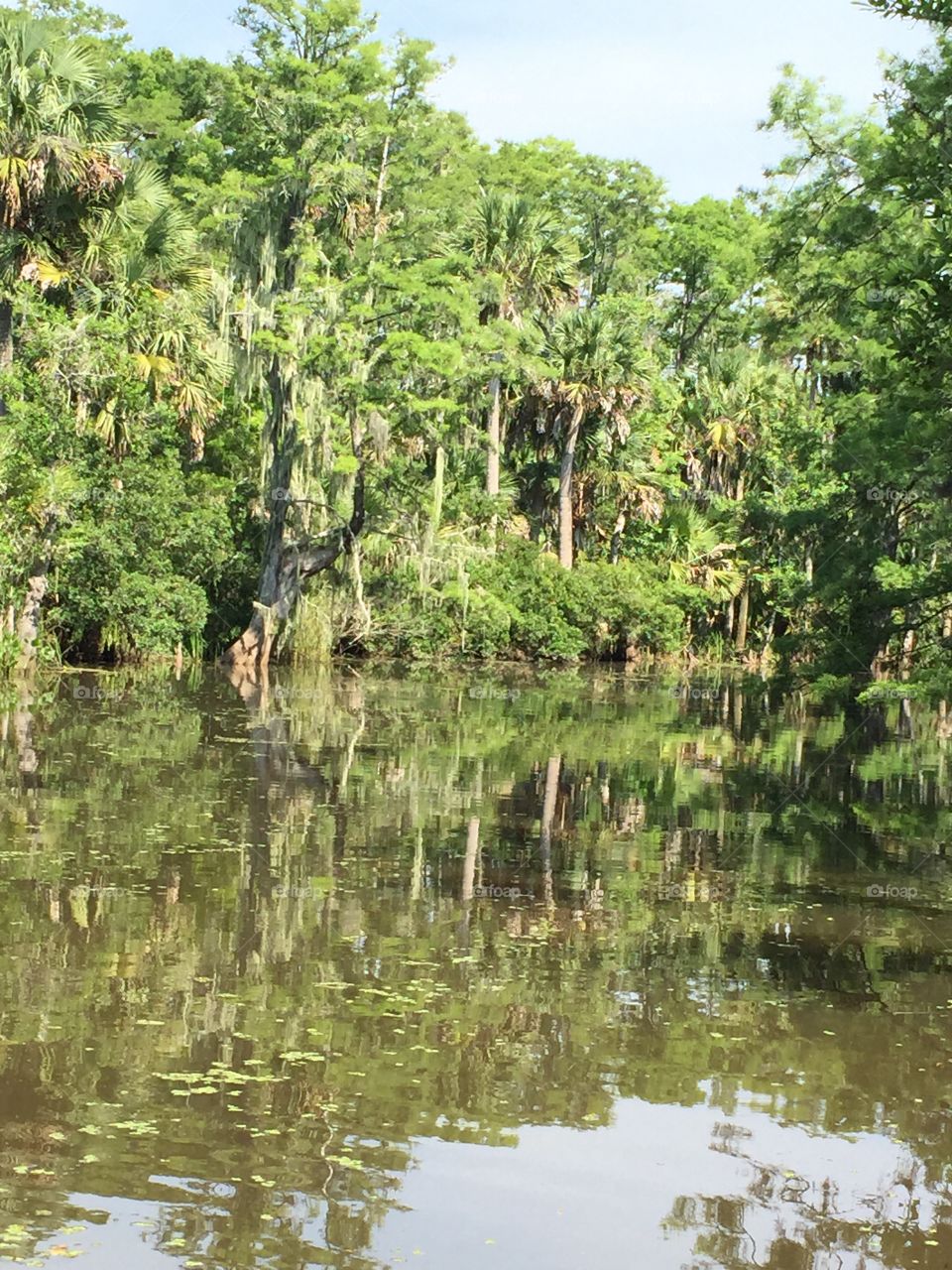Florida nature. Morning on the lake