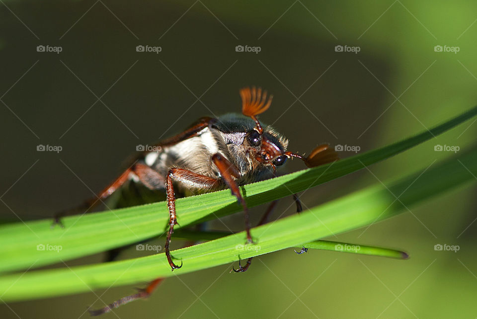 Big beetle on green grass