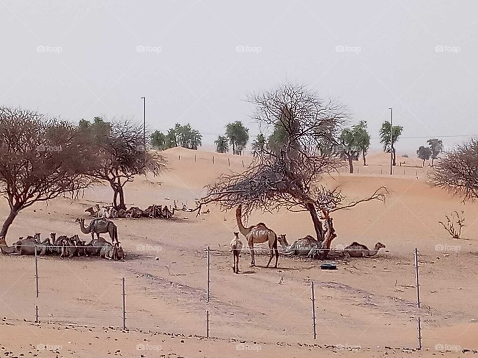 Camels in desert