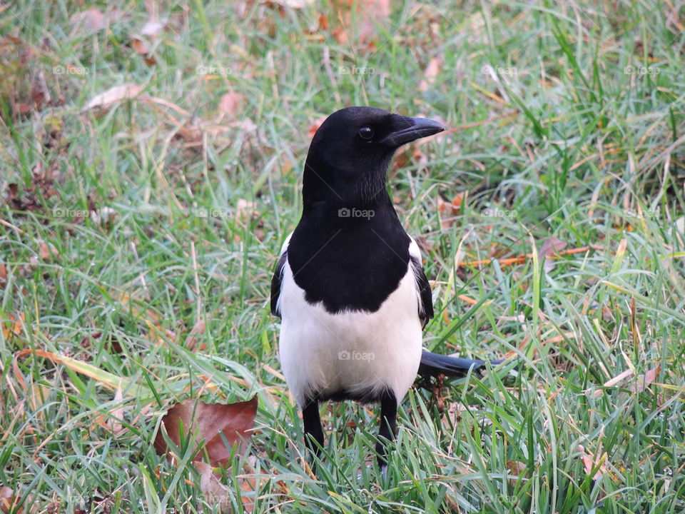 Close-up of Magpie  (Pica pica)